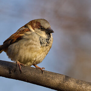 House Sparrow - NYC - 12282022 - 05.jpg