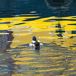 ducks_yellowwater-2.jpg