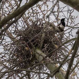 magpie nest-1.jpg