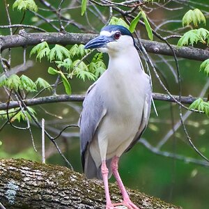 Black-Crowned Night-Heron - Brandywine - 04152023 - 03-DN.jpg