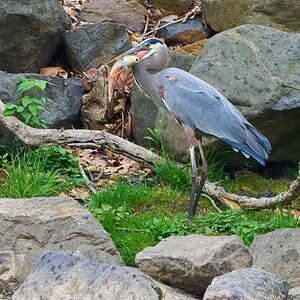 Great Blue Heron - Brandywine - 04152023 - 07-DN.jpg