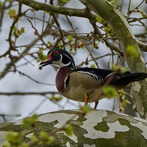 Wood Duck - Brandywine - 04152023 - 02-DN.jpg