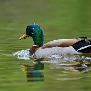 Mallard - Brandywine - 04152023 - 03-DN.jpg