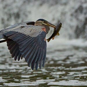 Great Blue Heron - Brandywine - 04152023 - 02-DN.jpg