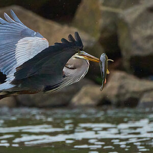 Great Blue Heron - Brandywine - 04152023 - 04-DN.jpg