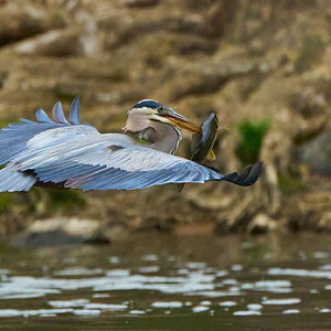 Great Blue Heron - Brandywine - 04152023 - 06-DN.jpg