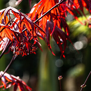 acers-1.jpg