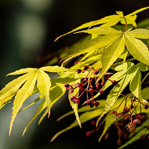 acers-3.jpg