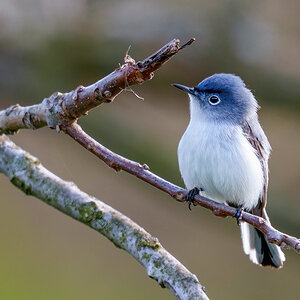 Blue-gray Gnatcatcher 2301.jpg