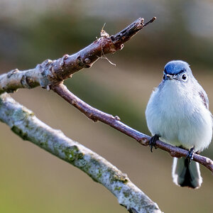 Blue-gray Gnatcatcher 2302.jpg