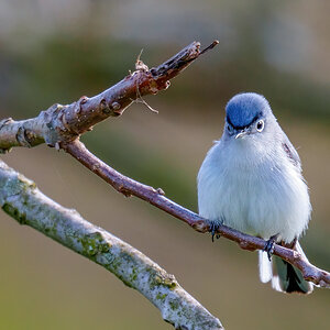 Blue-gray Gnatcatcher 2303.jpg