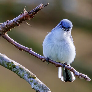 Blue-gray Gnatcatcher 2304.jpg