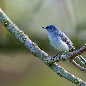 Blue-gray Gnatcatcher 2305.jpg