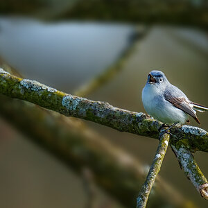 Blue-gray Gnatcatcher 2306.jpg