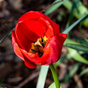 tulip-4.jpg