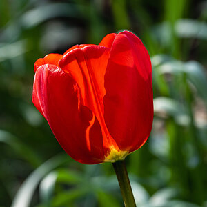 tulip-7.jpg