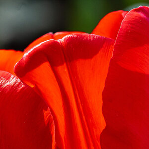 tulip-8.jpg