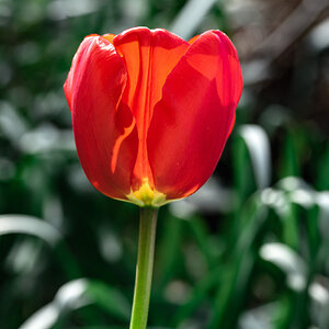 tulip-9.jpg