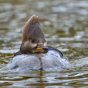 Hooded Merganser - Silver Lake - 01222023 - 07-DN.jpg