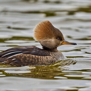 Hooded Merganser - Silver Lake - 01222023 - 14-DN.jpg