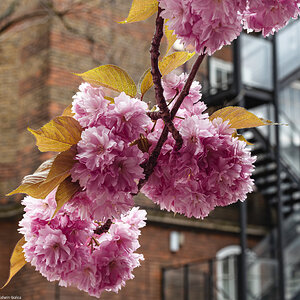 cherry_blossom_stair-2.jpg