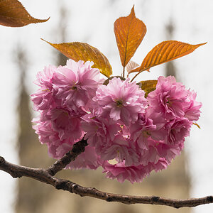 cherry_blossom_tower-2.jpg