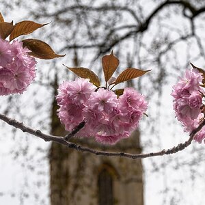 cherry_blossom_church-3.jpg