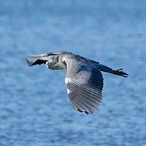 heron 2023 16.jpg