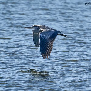 heron 2023 19.jpg