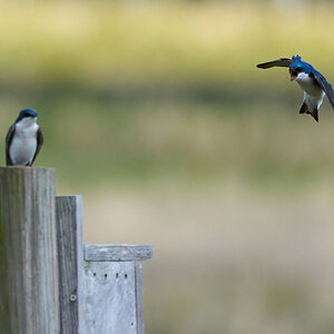 Tree Swallow bird house fight 1 - BCSP - 04182021 - 04 - dn.jpg