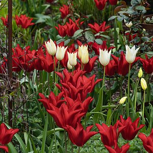 tulip_cluster-1.jpg