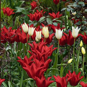 tulip_cluster-2.jpg