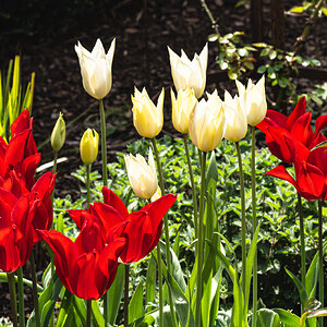 tulip_cluster-5.jpg