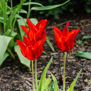 tulip_cluster-8.jpg