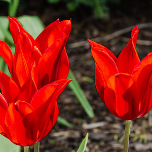 tulip_cluster-10.jpg