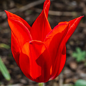 tulip_single-3.jpg