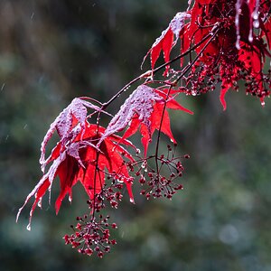 acer_rain-1.jpg