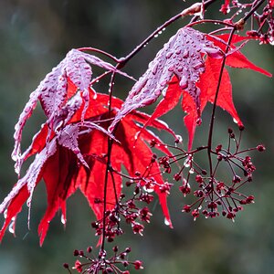 acer_rain-3.jpg