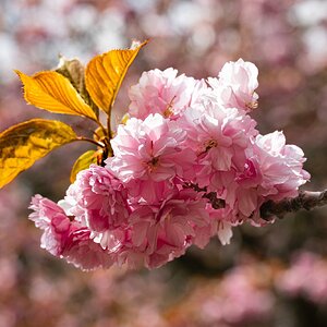 cherryblossom_1-1.jpg