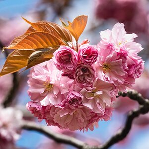 cherryblossom_1-2.jpg