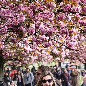 cherryblossom_1-3.jpg