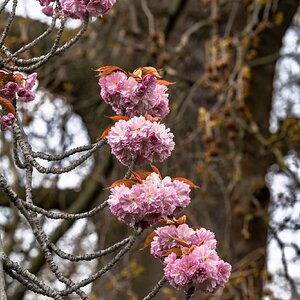 cherryblossom_cluster-2.jpg