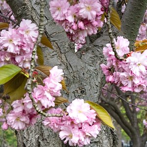 cherryblossom_tree-1.jpg