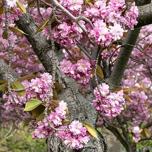 cherryblossom_tree-2.jpg