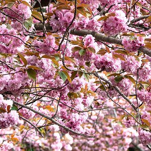 cherry blossom sea-1.jpg