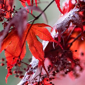 acer_rain-6.jpg