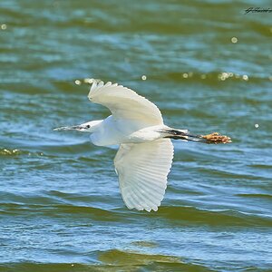 egret 2023 17.jpg