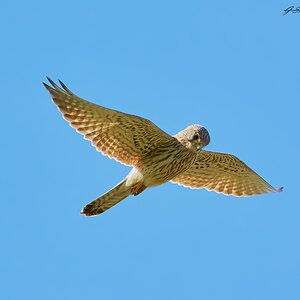 kestrel 2023 288.jpg