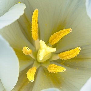 white_tulip_dn-8.jpg