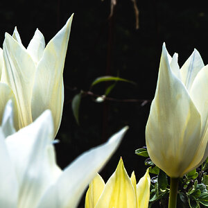 white_tulip_dn-15.jpg